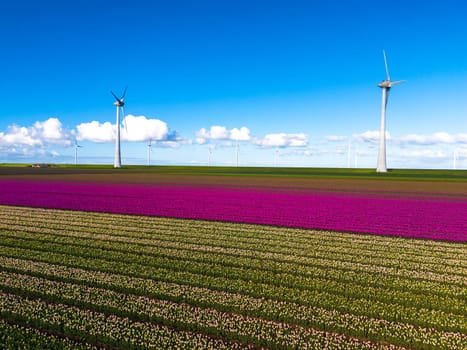 A picturesque scene of a vast field adorned with colorful flowers, with majestic windmills spinning in the distance, set against a clear blue sky in the Noordoostpolder Netherlands