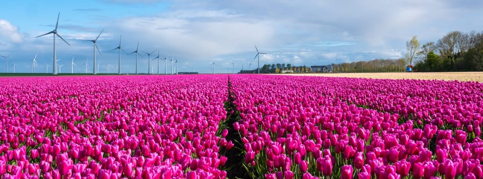 A picturesque scene of a vibrant field of pink tulips dancing in the wind, with majestic windmills standing tall in the background in the Noordoostpolder Netherlands