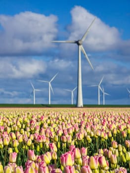 A vast field of vibrant tulips swaying in the wind, with windmill turbines standing in the background, creating a picturesque scene in the Netherlands in Spring.