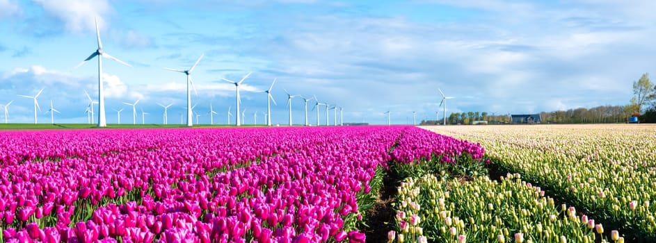 Endless rows of vibrant pink tulips stretch across a field, gently swaying in the breeze alongside majestic windmills under a clear blue sky in the Netherlands.