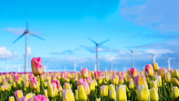 A vibrant field of tulips stretches into the horizon, with iconic windmills standing tall in the background, as the wind gently sways the colorful petals.