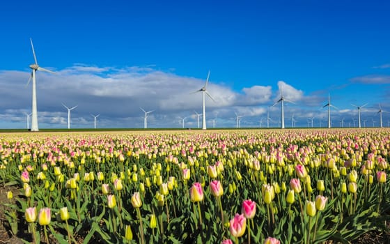 A vibrant field of tulips stretches to the horizon, their petals dancing in the breeze. In the background, windmill turbines against a vivid blue sky., green energy in the Noordoostpolder Netherlands