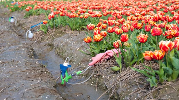 sprayer with pesticides and gloves on the ground with a colorful tulip field in the Netherlands. Farmers spraying against plant diseases and pests and unwanted plants, Glyphosate herbicide