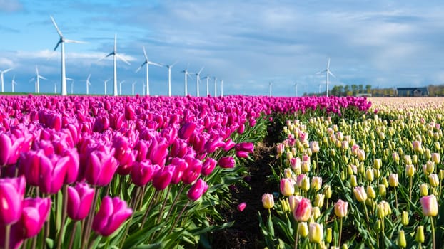 A vibrant field of pink tulips sways gracefully as windmill turbines spin in the background, capturing the essence of spring in the Netherlands.