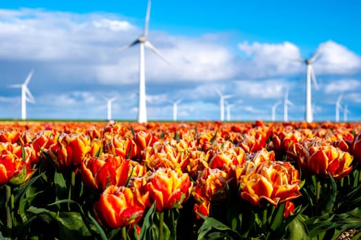 A colorful field of red and yellow tulips dances in the breeze, overlooking a backdrop of ancient windmills turning gently in the Spring sunshine. windmill turbines in the Noordoostpolder Netherlands