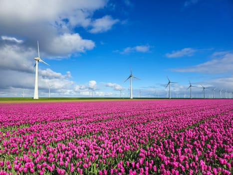 A serene field of vibrant purple flowers dances in the breeze as elegant windmill turbines stand tall in the background against a clear Spring sky in the Noordoostpolder Netherlands