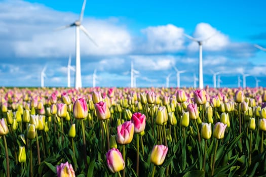 A vibrant field of pink and yellow tulips stretches as far as the eye can see, with traditional Dutch windmills in the background spinning gently in the spring breeze.