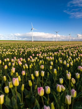 Lush field of colorful flowers swaying gracefully in the wind, with iconic windmills standing tall in the background on a sunny spring day in the Netherlands. windmill turbines in Spring