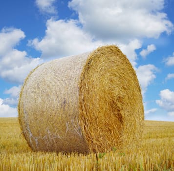 Hay, bale and stack on grass in field from harvest of straw in summer on farm with agriculture. Farming, haystack and collection of grazing from sustainable growth in countryside and pasture.