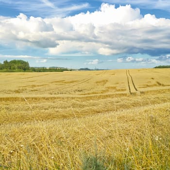 Natural, harvest or agriculture in countryside with hay, landscape for growth in spring. Sustainable, environment or barley crop, farming export for beer industry on eco friendly farm or field.