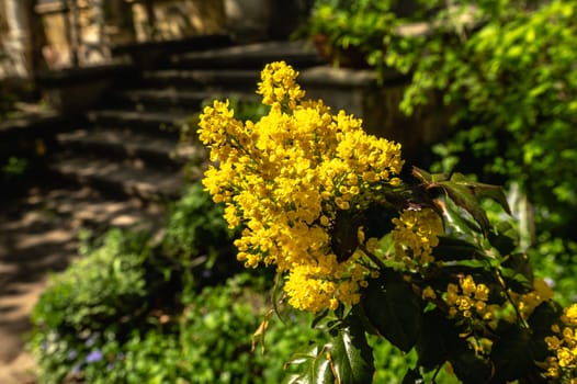 Odessa, Ukraine. Spring flowers and plants in Odessa botanical garden in Ukraine on a sunny day