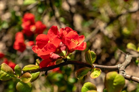 Odessa, Ukraine. Spring flowers and plants in Odessa botanical garden in Ukraine on a sunny day