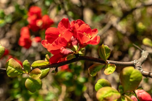 Odessa, Ukraine. Spring flowers and plants in Odessa botanical garden in Ukraine on a sunny day