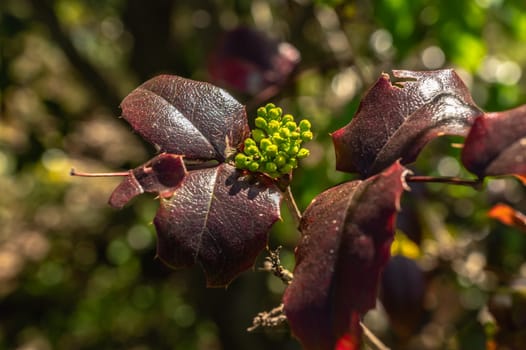 Odessa, Ukraine. Spring flowers and plants in Odessa botanical garden in Ukraine on a sunny day