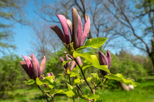 Odessa, Ukraine. Spring flowers and plants in Odessa botanical garden in Ukraine on a sunny day