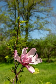 Odessa, Ukraine. Spring flowers and plants in Odessa botanical garden in Ukraine on a sunny day