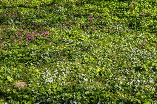 Odessa, Ukraine. Spring flowers and plants in Odessa botanical garden in Ukraine on a sunny day