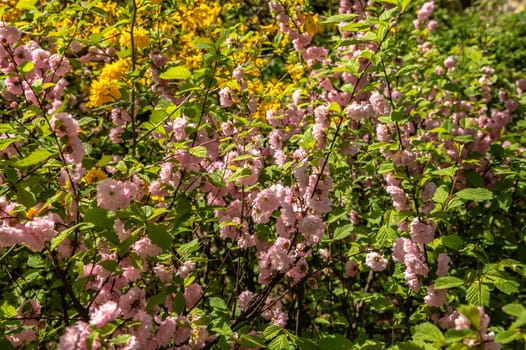 Odessa, Ukraine. Spring flowers and plants in Odessa botanical garden in Ukraine on a sunny day