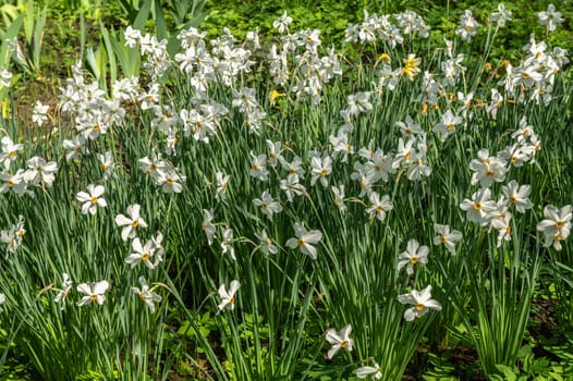 Odessa, Ukraine. Spring flowers and plants in Odessa botanical garden in Ukraine on a sunny day