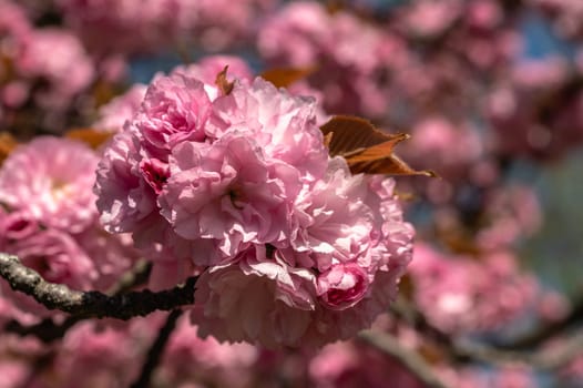 Odessa, Ukraine. Spring flowers and plants in Odessa botanical garden in Ukraine on a sunny day