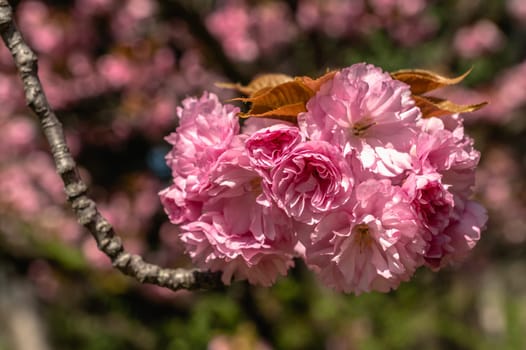 Odessa, Ukraine. Spring flowers and plants in Odessa botanical garden in Ukraine on a sunny day