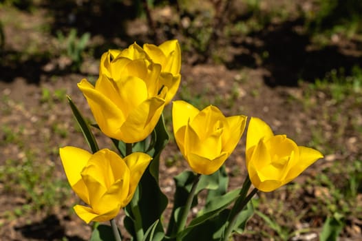 Odessa, Ukraine. Spring flowers and plants in Odessa botanical garden in Ukraine on a sunny day