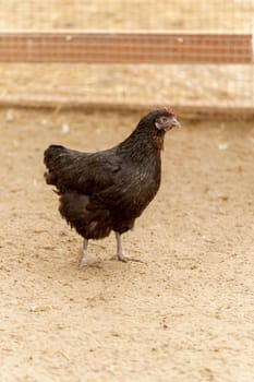 Black chicken gracefully moves across a dry dirt field, its feathers shimmering in the sunlight.