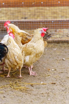 Chickens are seen standing on top of a dirt ground, pecking and scratching at the surface.