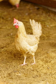 Chicken gracefully moves across a dry dirt field, its feathers shimmering in the sunlight.