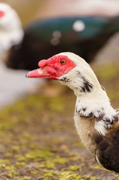 Muscovy duck with black and white feathers gracefully stands, showcasing its vibrant red beak in a farm setting. Vertical photo