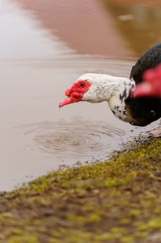 Muscovy Duck Foraging at Farmstead at Dusk. Selective focus. Vertical photo