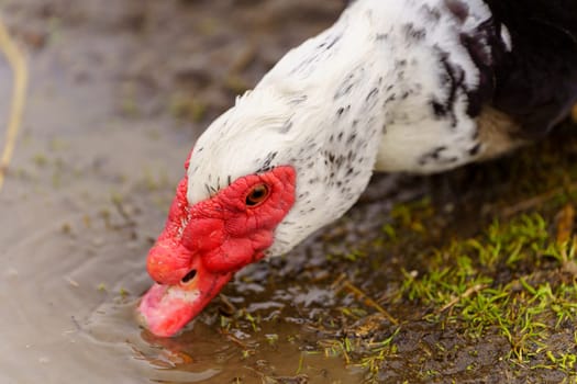 Muscovy Duck Foraging at Farmstead at Dusk. Selective focus. Close up