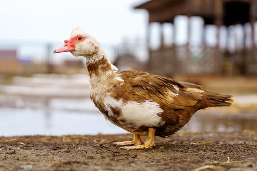 Muscovy Duck Foraging at Farmstead at Dusk. Selective focus. Close up