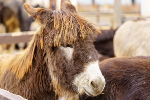 Close-up donkey gazing directly at the camera with an expression of curiosity and attentiveness.