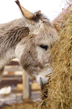 Donkey feeds on hay, showcasing its strength and elegance in the peaceful setting. Vertical photo