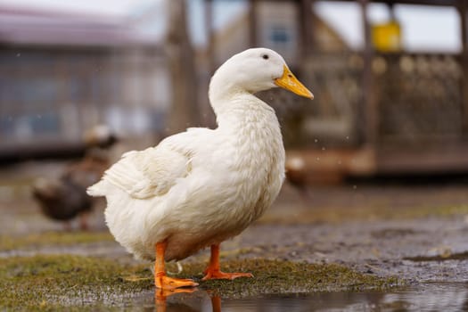 Graceful white duck stands elegantly on top of a small puddle of water on farm