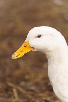 Graceful white duck stands elegantly on top of a small puddle of water on farm