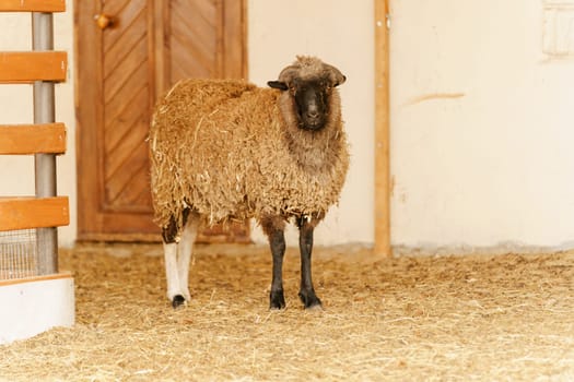 Sheep peacefully stands surrounded by golden hay in a farm pen, showcasing a serene and idyllic rural scene.
