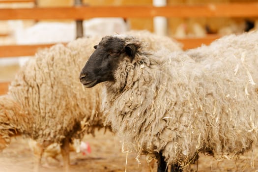 Sheep peacefully stands surrounded by golden hay in a farm pen, showcasing a serene and idyllic rural scene. Vertical photo