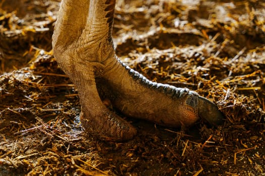 Ostriches leg close up are seen strutting around in a fenced area.