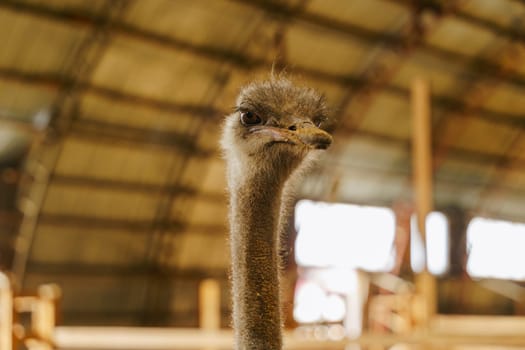 Elegant ostrich close up with its head held high, standing gracefully in a rustic barn.