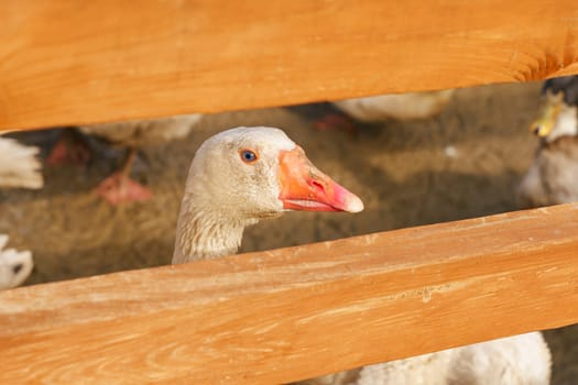 Geese group are peacefully coexisting within a fenced-in area on a farm