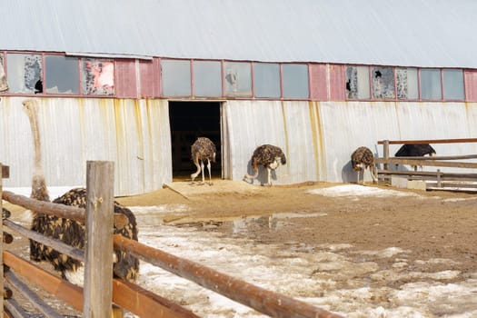 Ostriches standing in front of a building on an ostrich farm. Selective focus