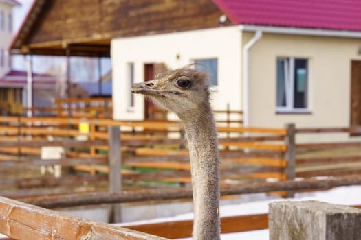 Ostriches standing inside a barn on an ostrich farm, surrounded by rustic wooden