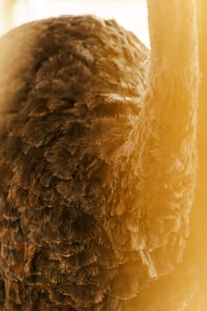 Ostrich stands tall in a spacious pen on farm, showcasing its long neck and vibrant feathers. Vertical photo. Selective focus