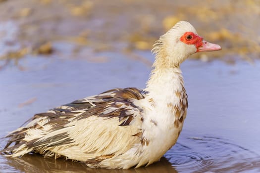 Muscovy duck, with distinctive black and white plumage, stands gracefully beside a tranquil body of water on a farm.