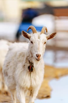 Goats seem at ease, peacefully grazing and exploring their surroundings. Vertical photo