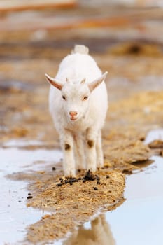 Small white goat curiously stands, surveying its surroundings with interest. Vertical photo