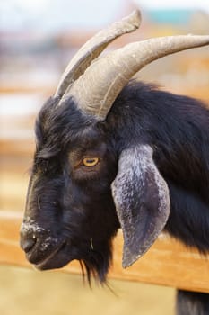 Goat is standing next to a fence on a farm, showcasing agriculture and farm life. Vertical photo