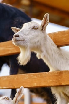 Goat is standing next to a fence on a farm, showcasing agriculture and farm life.